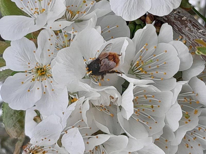 L'osmie est une espèce d'abeille  sauvage solitaire. MARIE-PIERRE TESSIER